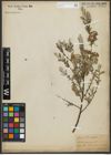 Foto von Salix repens subsp. repens L.